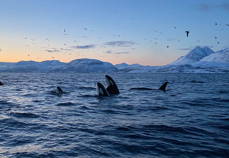 Skjervøy: Whale and Orca Watching Tour by RIB Boat - Getting ready for a winter RIB ride
