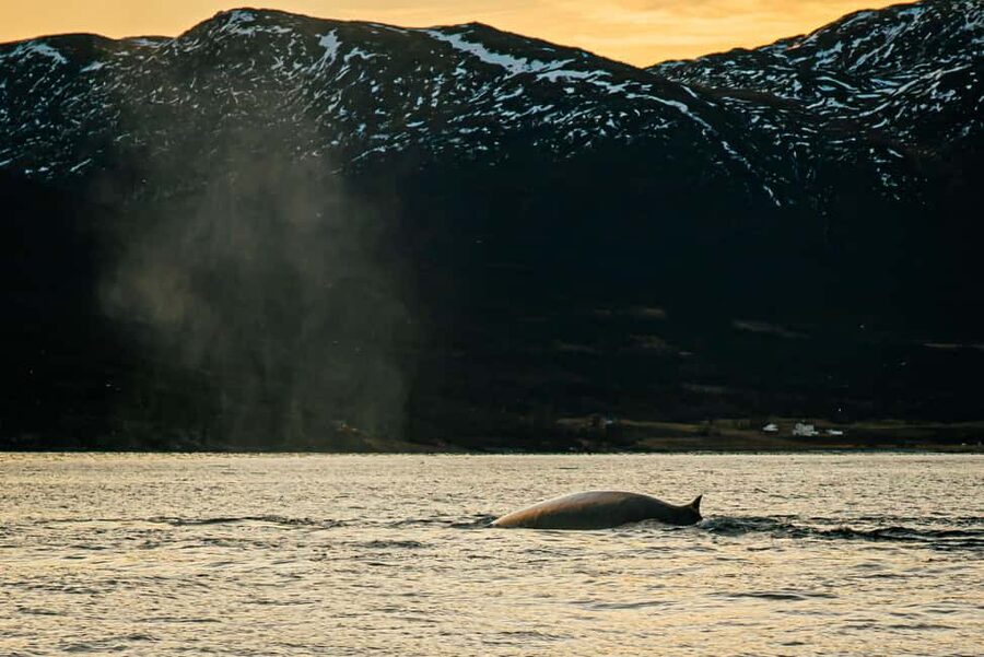 Skjervøy: Whale Watching with RIB Boat and Local Guide - Key points to know before booking