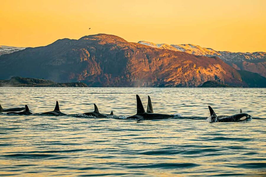 Skjervøy: Whale Watching with RIB Boat and Local Guide - Why Skjervøy is now a major whale-watching base