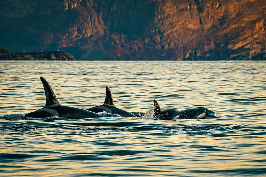 Skjervøy: Whale Watching with RIB Boat and Local Guide - Three hours on the RIB: what the outing feels like