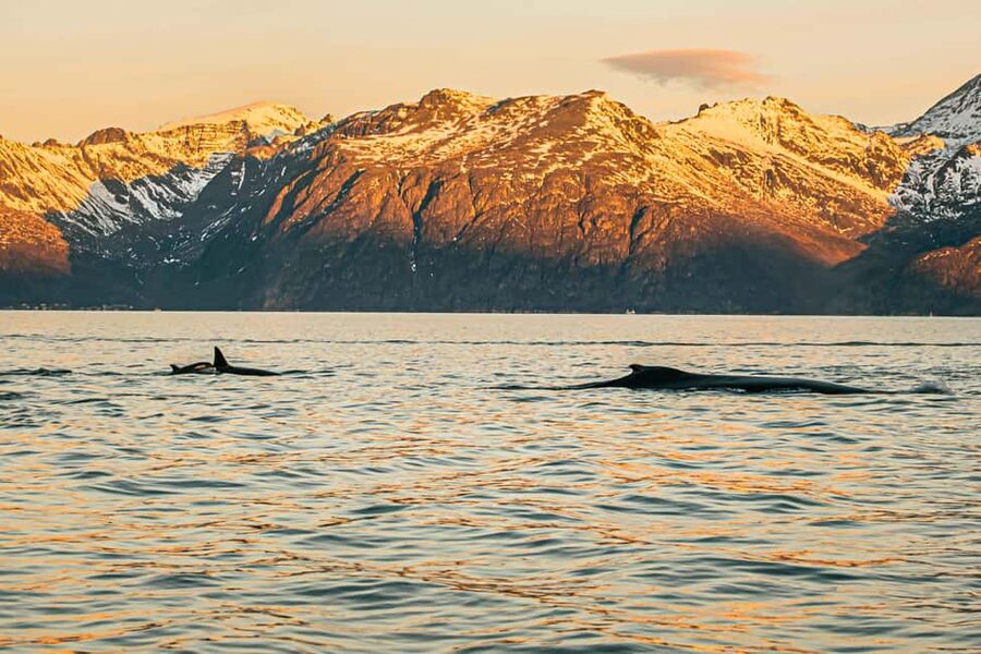 Skjervøy: Whale Watching with RIB Boat and Local Guide - Humpbacks, fin whales, and the bonus sightings