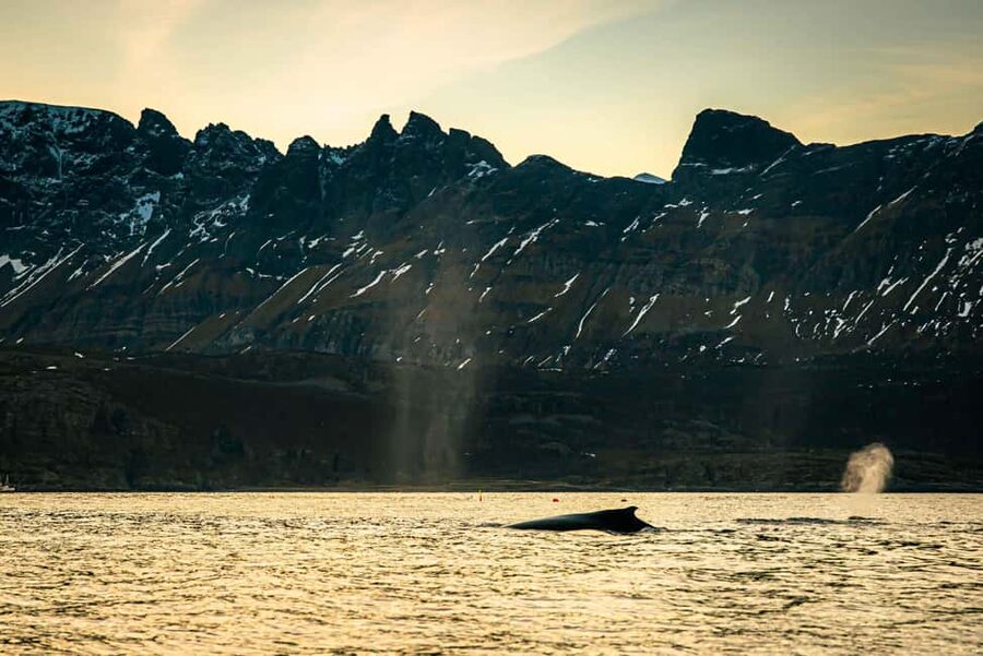 Skjervøy: Whale Watching with RIB Boat and Local Guide - Is the experience good value?