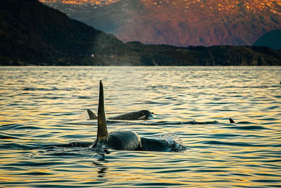 Skjervøy: Whale Watching with RIB Boat and Local Guide - Finding the meeting point at Strandveien 96