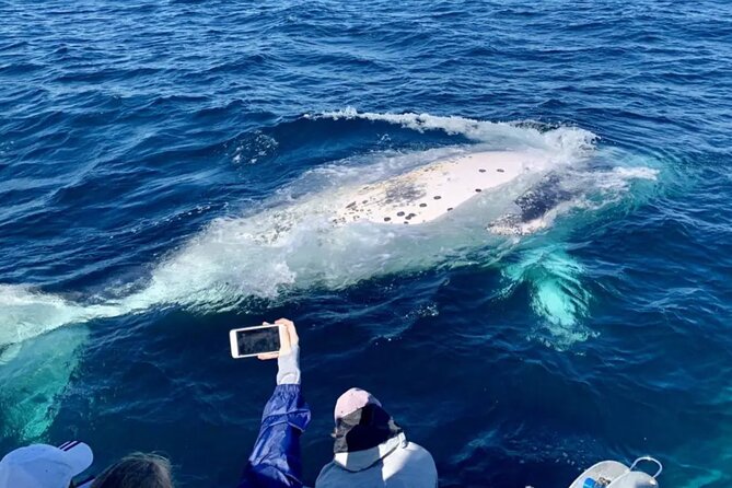 Small Boat Whale Watching Tour in Gold Coast - Key points at a glance