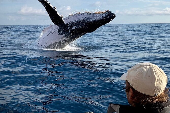 Small Boat Whale Watching Tour in Gold Coast - Why the little boat changes the whale-watching experience