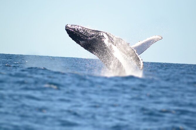 Small Boat Whale Watching Tour in Gold Coast - How much value you get for $73.90
