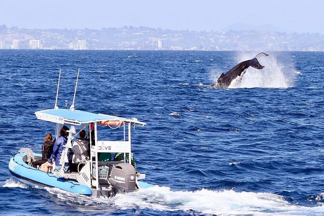 Small Boat Whale Watching Tour in Gold Coast - Starting at Southport’s Marine Parade