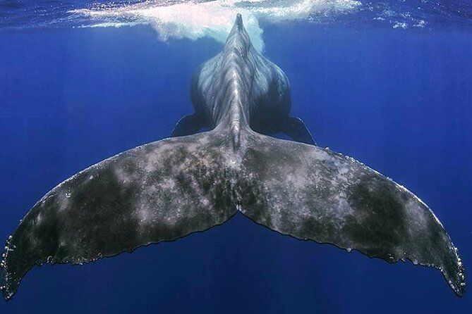 Small Group Boat Whale and Dolphin Watching Tour - Safety first aboard Pura Vida