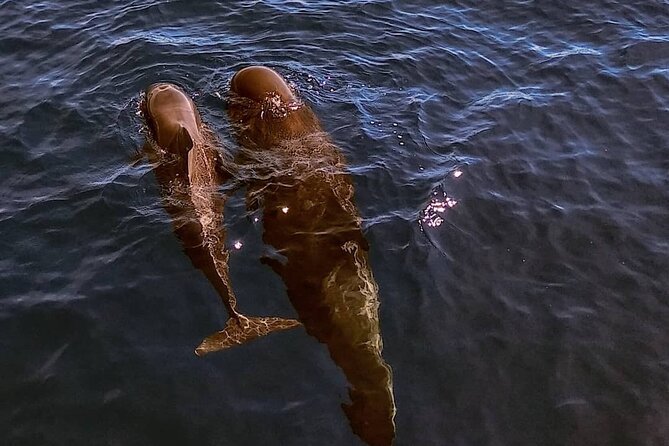 Small Group Boat Whale and Dolphin Watching Tour - Searching La Gomera’s waters for whales and dolphins