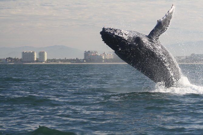 Small-Group Half-Day Whale-Watching Tour in Puerto Vallarta - Crossing Bahía de Banderas in search of humpbacks