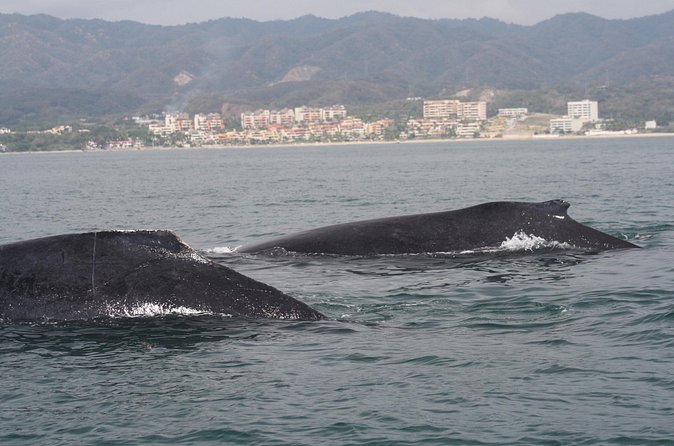 Small-Group Half-Day Whale-Watching Tour in Puerto Vallarta - Who will enjoy this whale trip most?
