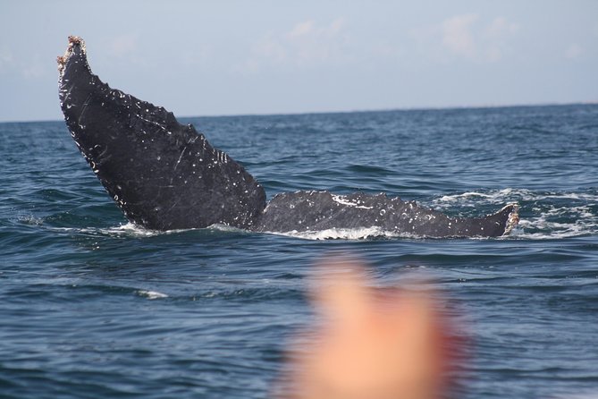 Small-Group Half-Day Whale-Watching Tour in Puerto Vallarta - What respectful whale watching looks like here