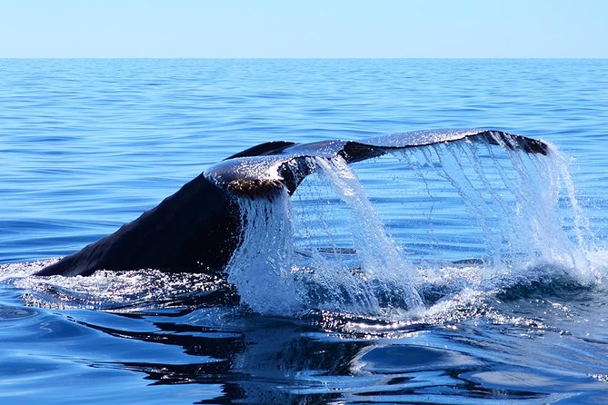 SMALL GROUP Whale Watch | Cabo San Lucas | Biologist | FREE Pics - Starting at Plaza Bonita Marina