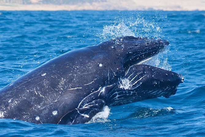 SMALL GROUP Whale Watch | Cabo San Lucas | Biologist | FREE Pics - Two hours searching for whales offshore