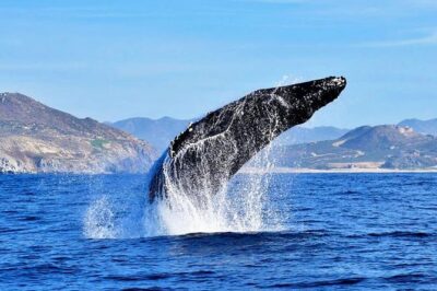 SMALL GROUP Whale Watch | Cabo San Lucas | Biologist | FREE Pics