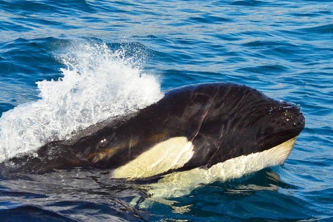 SMALL GROUP Whale Watch | Cabo San Lucas | Biologist | FREE Pics - Hearing humpbacks through a hydrophone