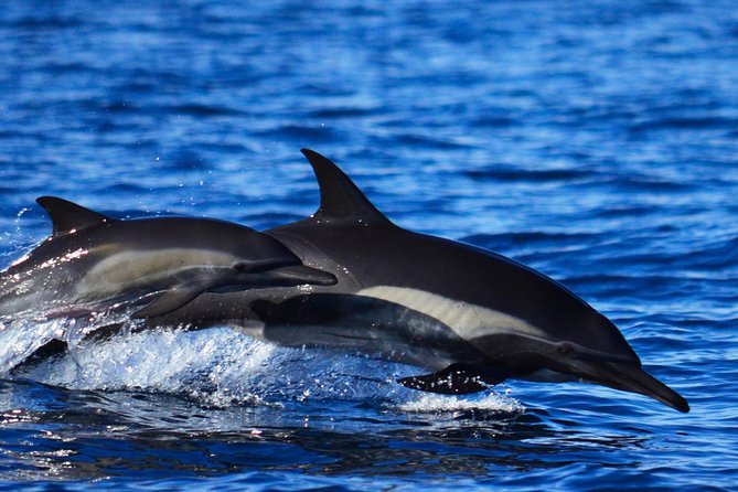 SMALL GROUP Whale Watch | Cabo San Lucas | Biologist | FREE Pics - Comfort, weather, and seasickness