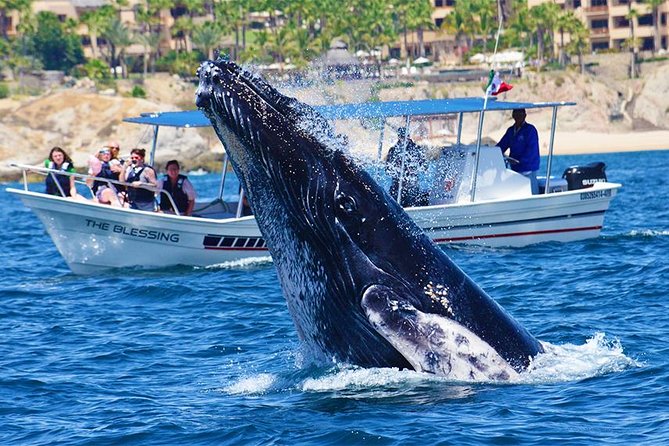 SMALL GROUP Whale Watch | Cabo San Lucas | Biologist | FREE Pics - Who will get the most from the $109 price