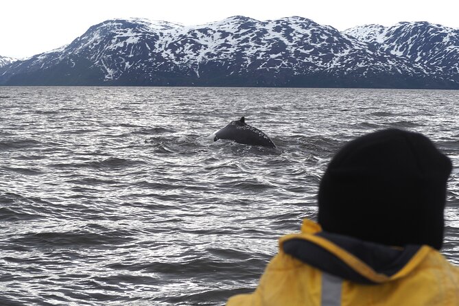 Small group Whale watching - Key points at a glance