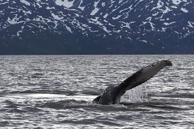 Small group Whale watching - What happens at the Alta office first