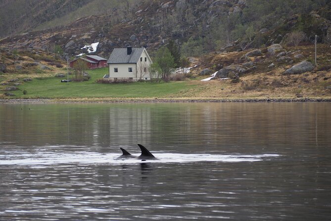 Small group Whale watching - Three hours searching the Altafjord
