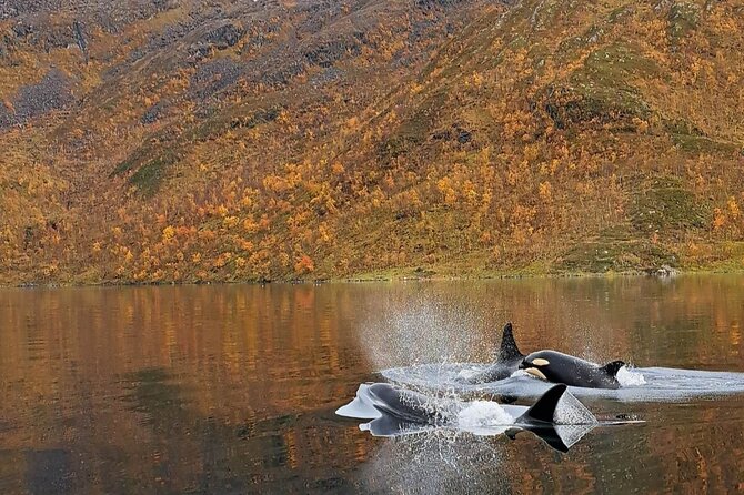 Small group Whale watching - Wildlife, photography, and realistic expectations