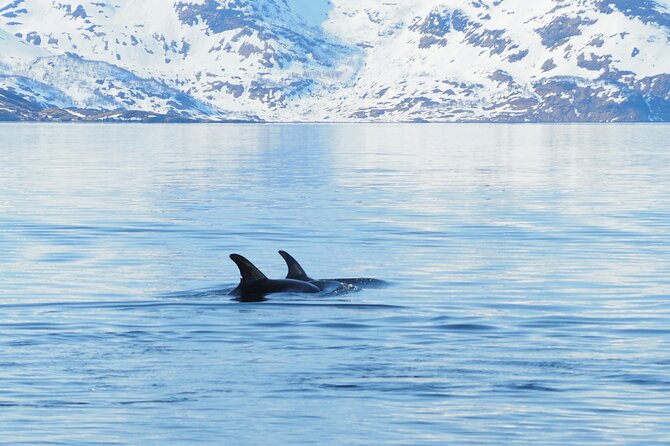 Small group Whale watching - Timing, pickup, and cancellation details