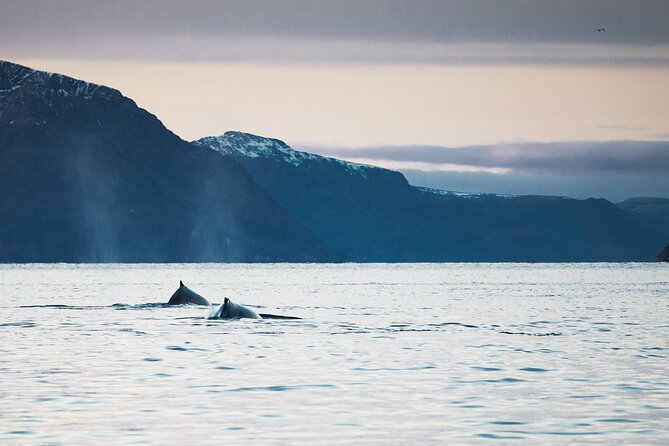 Small Group Whale Watching by RIB - Who will enjoy this whale safari most?
