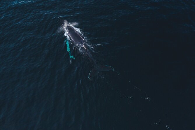 Small Group Whale Watching by RIB - The Altafjord route follows the whales