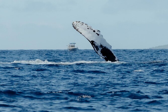 Small Group Whale Watching in Kona Hawaii - Leaving Kealakehe Harbor at 12:45 PM