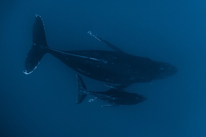 Small Group Whale Watching in Kona Hawaii - Spinner dolphins, pilot whales, and flying fish