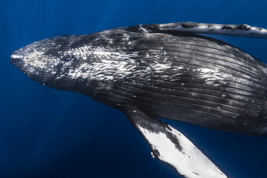 Small Group Whale Watching in Kona Hawaii - Is $140 a good value?