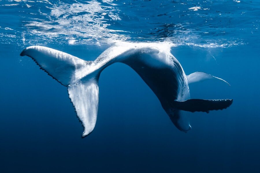 Small Group Whale Watching in Kona Hawaii - Why the timing matters