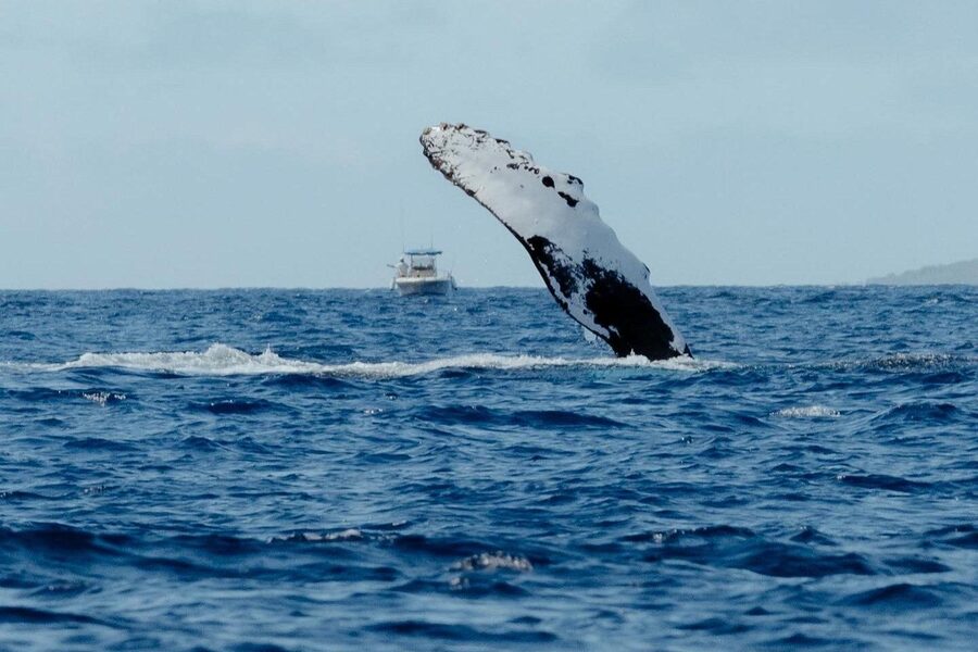 Small Group Whale Watching in Kona Hawaii - Weather, cancellations, and planning ahead