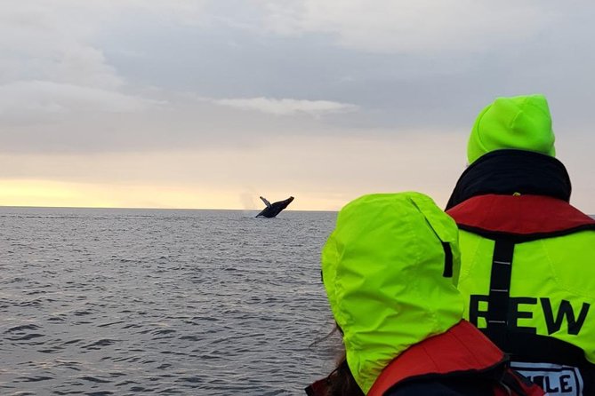 Small-group Whale Watching in the Midnight Sun from Reykjavík - Why this Reykjavík boat trip feels different