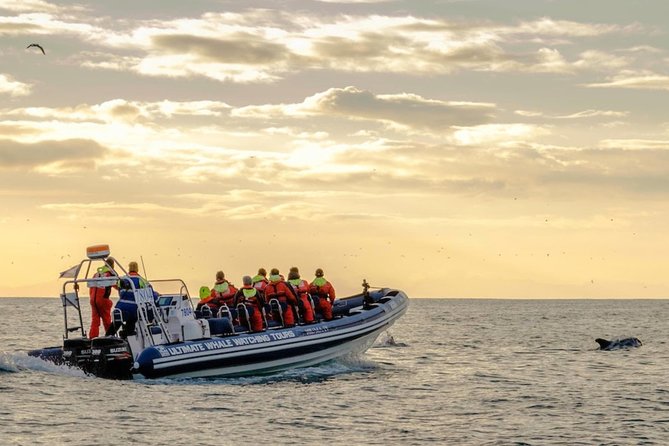 Small-group Whale Watching in the Midnight Sun from Reykjavík - Lundey and the puffin search