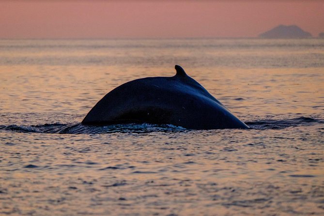 Small-group Whale Watching in the Midnight Sun from Reykjavík - What the boat ride feels like
