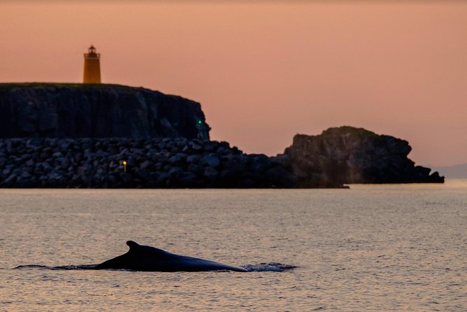 Small-group Whale Watching in the Midnight Sun from Reykjavík - Is $203.50 a fair price?