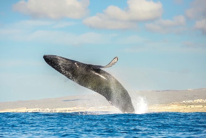 Small-Group Whale Watching Zodiac Boat Cruise in Cabo San Lucas - El Arco gives the outing a strong start