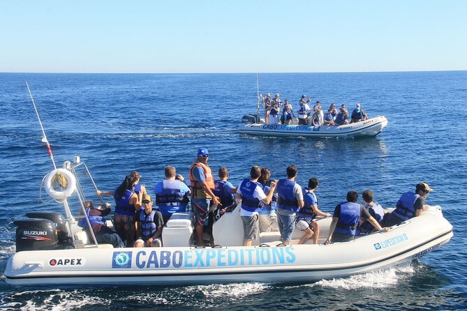 Small-Group Whale Watching Zodiac Boat Cruise in Cabo San Lucas - What the whale watching can really be like