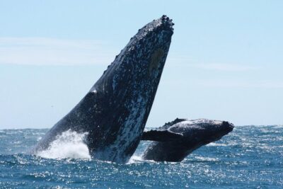 Small-Group Whale Watching Zodiac Boat Cruise in Cabo San Lucas