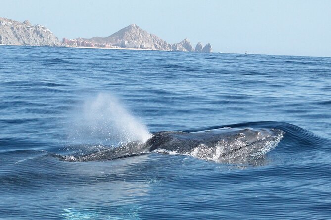 Small-Group Whale Watching Zodiac Boat Cruise in Cabo San Lucas - The marine science adds value