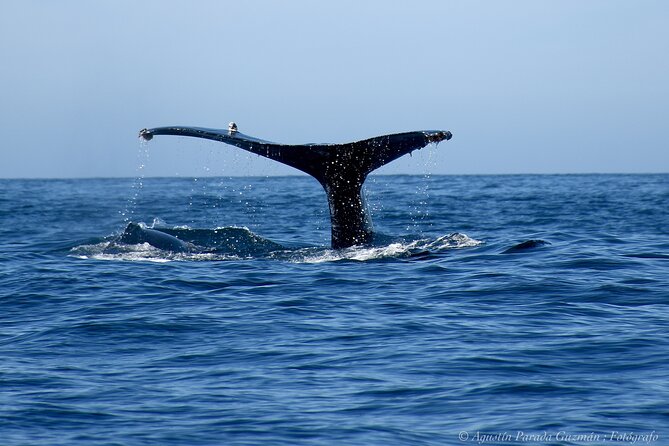 Small-Group Whale Watching Zodiac Boat Cruise in Cabo San Lucas - Is $85 a fair price?