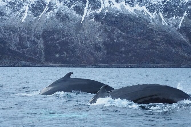 Small group Whale watching - The minibus transfer and changing departure point