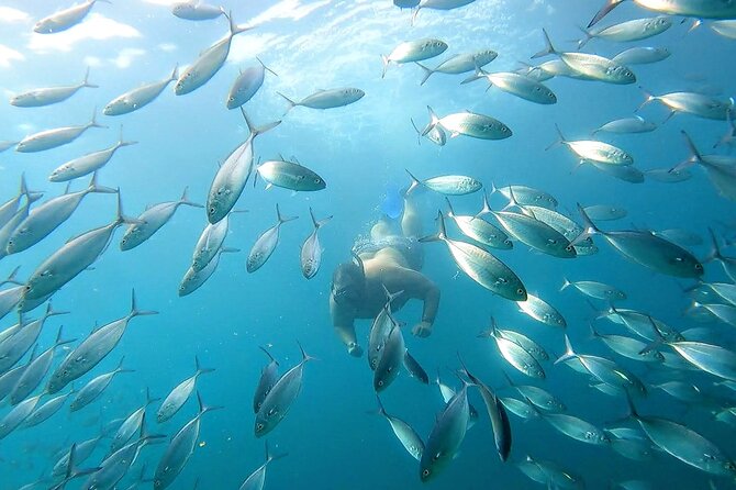 Snorkeling and whale watching Tour in Cabo - Cruising the bay and watching for whales