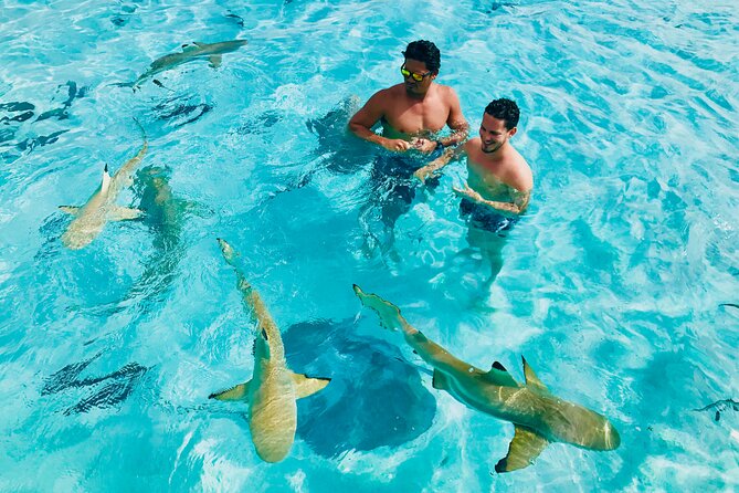 Snorkeling Lagoon Cruise and Whale Watching in Moorea - Key points before you book