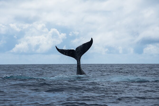Snorkeling Lagoon Cruise and Whale Watching in Moorea - Starting at Corallina Tours in Maharepa