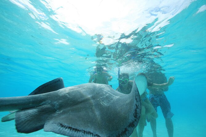Snorkeling Lagoon Cruise and Whale Watching in Moorea - Fruit, drinks, and a relaxed finish