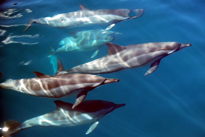 Snorkeling Lagoon Cruise and Whale Watching in Moorea - What the $180.58 price gets you