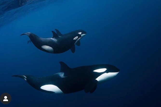 Snorkeling with Orcas In Norway, 4 days All-Inclusive expedition - Why this Tromsø expedition feels different